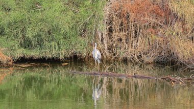 Balıkçıl Napoli, Florida 'da bir gölde bir kütük üzerinde.