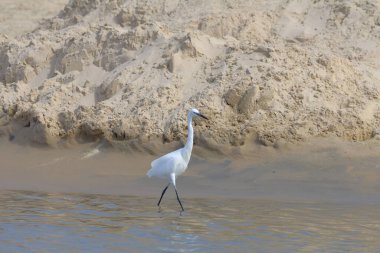 Karlı Egret (Egretta thula) sahilde