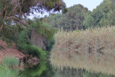 Okaliptüs ormanındaki nehir, Eilat Israel