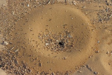 Karıncalar kuma yuva yapar. Karıncalar kuma yuva yapar.