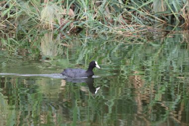 Fulica atra - Yaygın Coot, Fulica atra