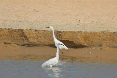 Tayland 'da nehrin kıyısında duran küçük balıkçıl.