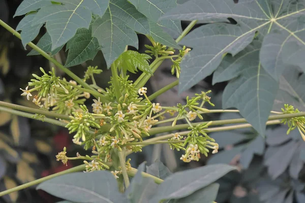 Güzel botanik fotoğrafı, doğal duvar kağıdı.