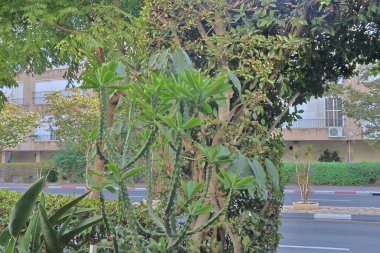 Parktaki kaktüs ve sulu bitki, Tayland.