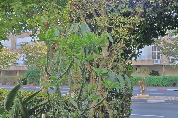 Parktaki kaktüs ve sulu bitki, Tayland.