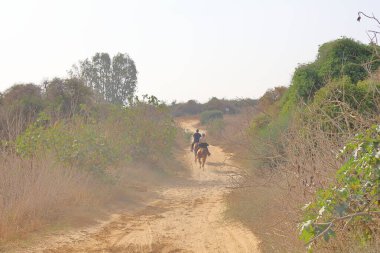 Hindistan 'ın kırsalında toprak bir yolda ata binmek..