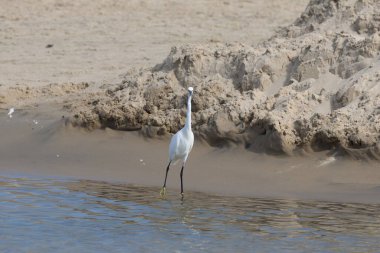 Küçük balıkçıl, Egretta Garzetta, Brezilya 'da tek başına yaşayan bir kuş.