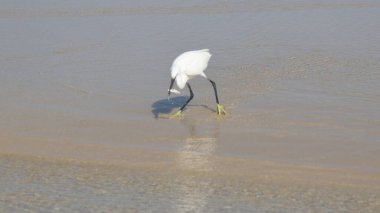 Denizde küçük bir balıkçıl, Tayland, seçici odaklanma
