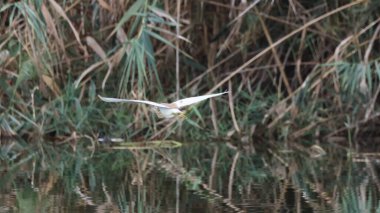 Snowy balıkçıl (Egretta thula) uçuş