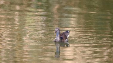 Gölde yüzen ördek, seçici odak, sığ DOF.