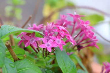 Bahçede açan pembe ixora çiçeği, stok fotoğrafı.
