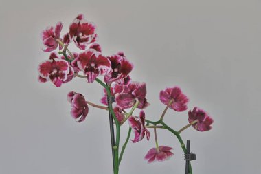 Beyaz arka planda pembe orkideler. Seçici odak.