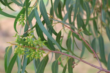 Yakın - güzel kır çiçeklerinin manzarası