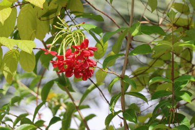 Bahçede yeşil yapraklı kırmızı çiçek. Rangoon Sarmaşığı)