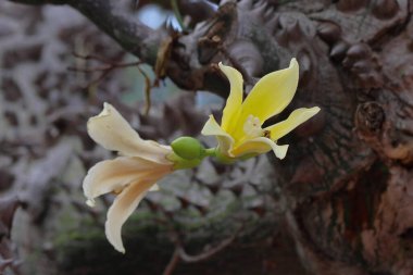 Baharda ağaçta sarı manolya çiçekleri, yakın plan.