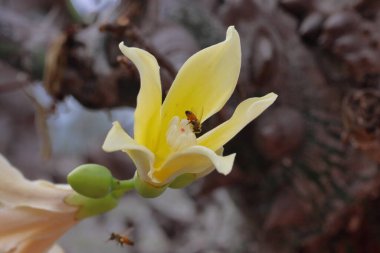 Gülle Ağacı Çiçeği, Büyük Kanarya, İspanya