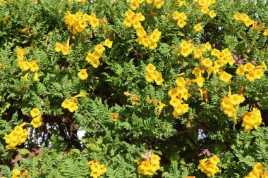 Güneşli bir günde, bahçede sarı çiçekler, fotoğrafın yakın çekimi.