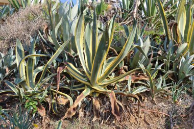 Agave americana bitkisi bahçede, Kanarya Adaları, İspanya