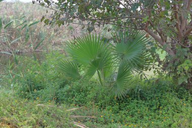 Bahçede yeşil yapraklı ve sarı çiçekli bir palmiye ağacı.