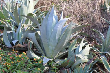 Gran Canaria 'nın botanik bahçesindeki Aloe Vera bitkisi