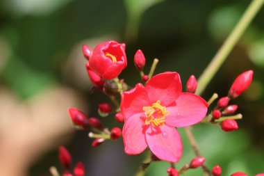 Chiangmai, Tayland 'daki bahçede kırmızı çiçek..
