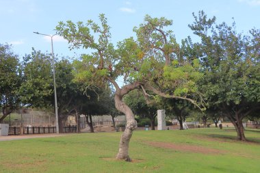 Parktaki ağaç. Park, şehrin merkezinde yer almaktadır..