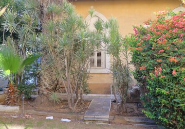 Evin bahçesinde palmiye ağaçları ve çalılar.