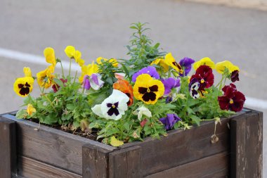 Bahçedeki güzel çiçekler