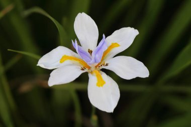 Iris sibirica çiçeği, fotoğrafa yakın çekim.