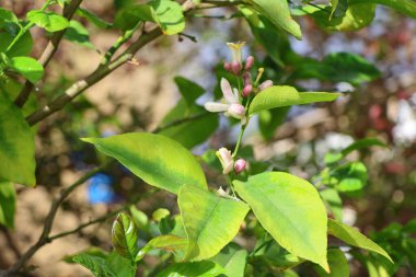 Bahçedeki ağaçta limon çiçeği, fotoğrafın yakın çekimi.