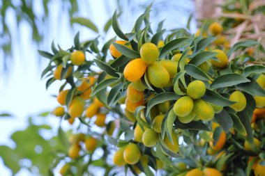 Olgun meyveli Kumkuat ağacı, fotoğrafa yakın çekim