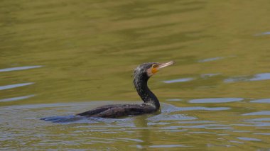Büyük karabatak, Phalacrocorax karbonhidrat, sudaki tek kuş, Güney Afrika
