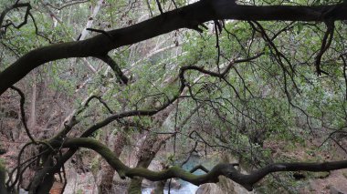 Ormanda kurumuş ağaç dalları ve arka planda küçük bir nehir var.