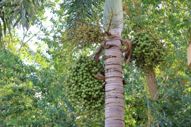 Bahçedeki ağaçtaki betel palmiye. Ağaçta Betel palmiye.