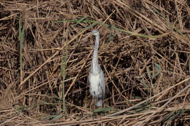 Kuru otların üzerinde balıkçıl yuvası. (Ardea cinerea)