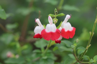 Bahçedeki kırmızı ve beyaz salvia çiçekleri bulanık arka planda.