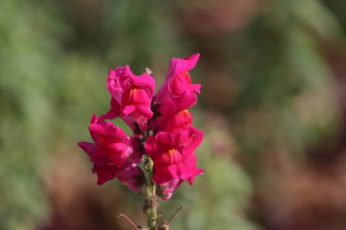 Pembe bir çiçeğe yaklaş, Antirrhinum majus.