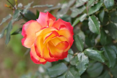 Bahçede güzel bir gül