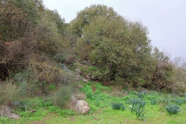 İsrail 'in Ashkelon şehrinin çevresindeki doğa