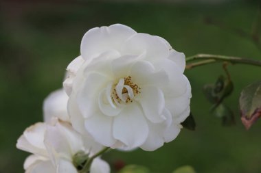 Bahçede beyaz gül, yakın plan. Doğa arkaplanı.