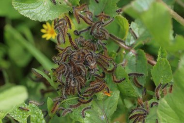 Vahşi doğadaki bir bitkinin üzerindeki tırtıllar, fotoğrafa yakın çekim.