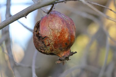 Sonbaharda ağaç dalında çürük nar meyvesi