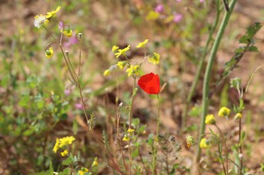Çayırdaki kırmızı haşhaş çiçeği, fotoğrafın yakın çekimi..