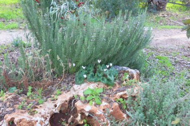 Yazın bahçede yetişen güzel yeşil bitkiler..