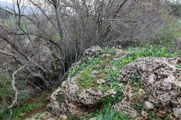 Ormandaki kayalarda güzel bahar çiçekleri, Kırım, Ukrayna