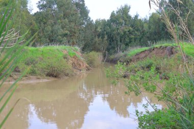 Ormandaki nehir. Nehir kıyısında yeşil çimenler ve ağaçlar.