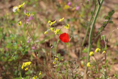 Arka planda sarı kır çiçekleri olan bir çayırda kırmızı haşhaş.