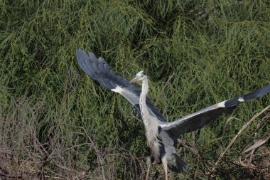 gri balıkçıl, ardea cinerea, tek kuş uçuş.