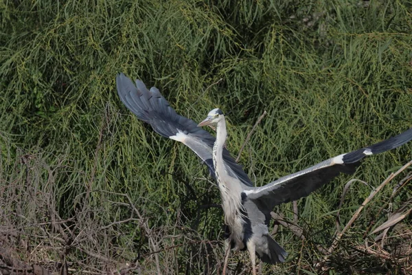 gri balıkçıl, ardea cinerea, tek kuş uçuş.
