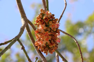 Flowering branch of a tree in the spring.